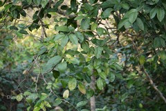 Paramignya monophylla